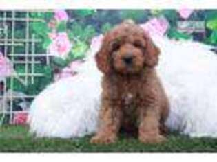 Goldendoodle Puppy for sale in Atlanta, GA, USA