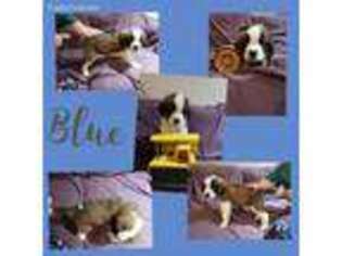 Saint Bernard Puppy for sale in Mound, MN, USA