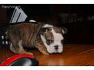 Bulldog Puppy for sale in Pinon Hills, CA, USA