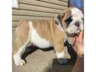 Bulldog Puppy for sale in Dysart, IA, USA