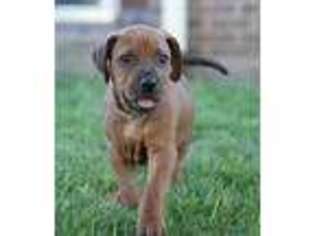 Rhodesian Ridgeback Puppy for sale in Lawson, MO, USA