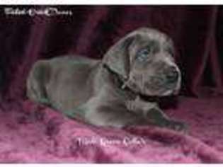 Great Dane Puppy for sale in Burlington, NC, USA