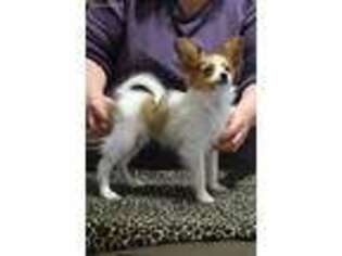 Papillon Puppy for sale in Overbrook, KS, USA