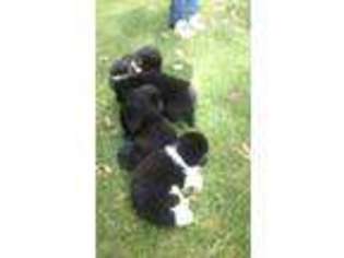 Newfoundland Puppy for sale in Munnsville, NY, USA
