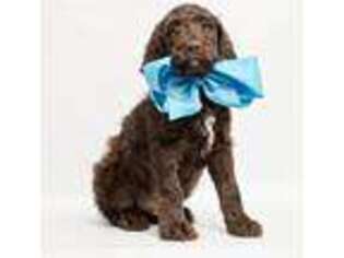 Goldendoodle Puppy for sale in Sioux Falls, SD, USA