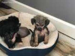 Chinese Crested Puppy for sale in Marshfield, WI, USA
