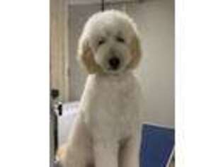 Goldendoodle Puppy for sale in Cedar Bluff, VA, USA