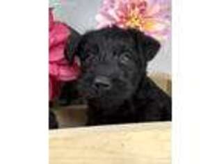 Kerry Blue Terrier Puppy for sale in Saint Maries, ID, USA