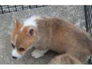 Pembroke Welsh Corgi Puppy for sale in Wamego, KS, USA