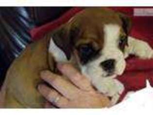 Bulldog Puppy for sale in Lake Charles, LA, USA