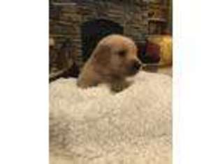 Golden Retriever Puppy for sale in Homer, GA, USA