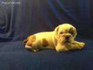 Bulldog Puppy for sale in Poteet, TX, USA