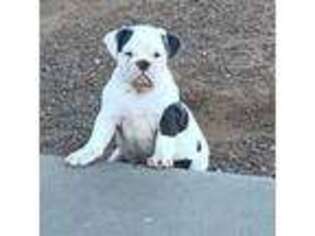 Olde English Bulldogge Puppy for sale in Socorro, TX, USA