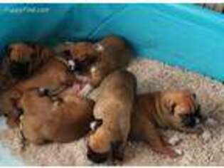 Boxer Puppy for sale in Benton, ME, USA