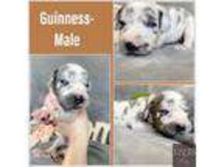 Medium Photo #1 Great Dane Puppy For Sale in Fort Worth, TX, USA