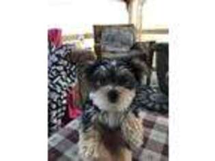 Mutt Puppy for sale in Biglerville, PA, USA