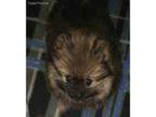 Pomeranian Puppy for sale in Mexia, TX, USA