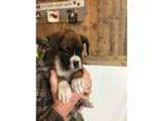 Boxer Puppy for sale in Whitelaw, WI, USA