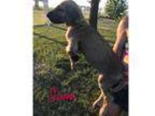 Great Dane Puppy for sale in Louisburg, KS, USA