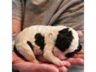 Mutt Puppy for sale in Fargo, ND, USA