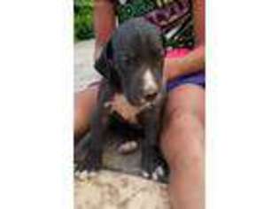 Great Dane Puppy for sale in Strasburg, PA, USA