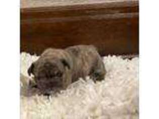 French Bulldog Puppy for sale in Atchison, KS, USA