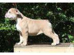 Bulldog Puppy for sale in BABYLON, NY, USA