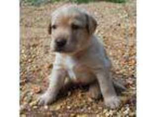 Labrador Retriever Puppy for sale in Beaverton, AL, USA