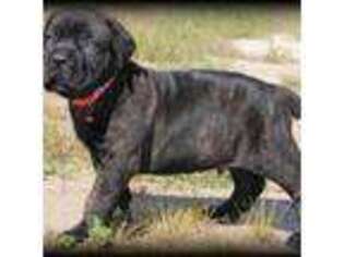 Cane Corso Puppy for sale in Myrtle Beach, SC, USA