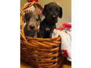 Great Dane Puppy for sale in Alliance, OH, USA