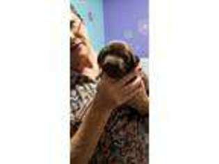 Labrador Retriever Puppy for sale in Elma, WA, USA