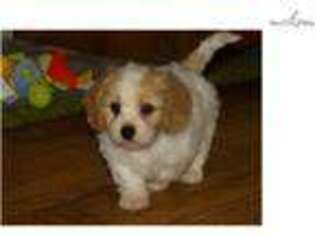 Cavachon Puppy for sale in Sioux City, IA, USA