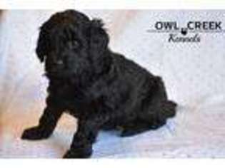 Goldendoodle Puppy for sale in Idaho Falls, ID, USA