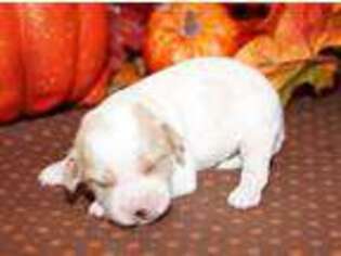 Cavachon Puppy for sale in Hutchinson, KS, USA