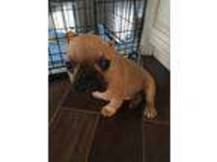 French Bulldog Puppy for sale in Buffalo Grove, IL, USA