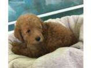 Goldendoodle Puppy for sale in Kansas City, KS, USA