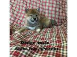 Shiba Inu Puppy for sale in Clarkrange, TN, USA