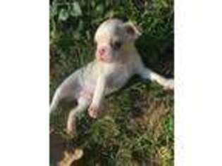 Boston Terrier Puppy for sale in Poplar Bluff, MO, USA
