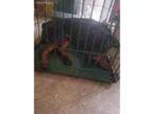 Rottweiler Puppy for sale in Frederick, MD, USA
