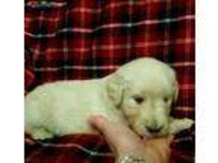 Golden Retriever Puppy for sale in Mc Clure, PA, USA