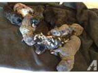 Cane Corso Puppy for sale in MENAHGA, MN, USA