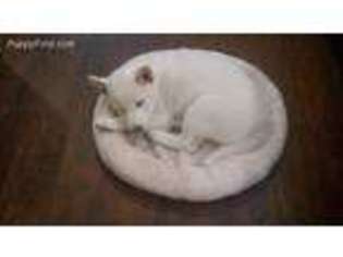 Shiba Inu Puppy for sale in Houston, TX, USA