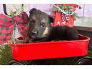 German Shepherd Dog Puppy for sale in Bloomington, IN, USA