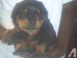Rottweiler Puppy for sale in GROVEPORT, OH, USA