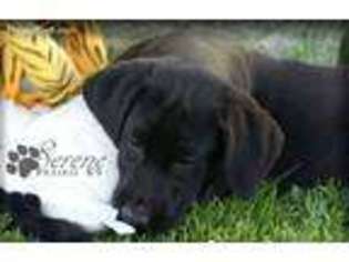 Labrador Retriever Puppy for sale in Cheney, WA, USA
