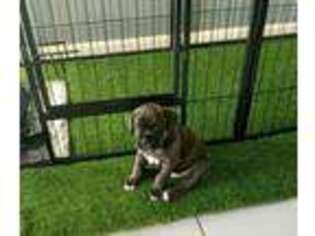 Cane Corso Puppy for sale in Miami, FL, USA