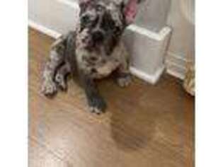 French Bulldog Puppy for sale in Lawrenceville, GA, USA