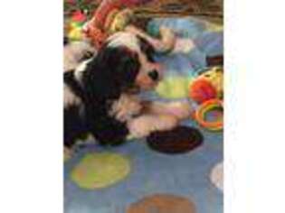 Mutt Puppy for sale in Maynard, MN, USA