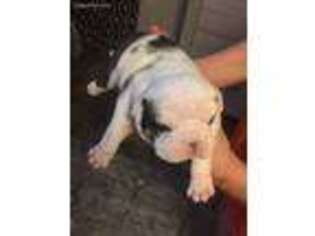 Bulldog Puppy for sale in Punta Gorda, FL, USA