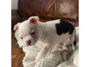 Boston Terrier Puppy for sale in Newbury, MA, USA